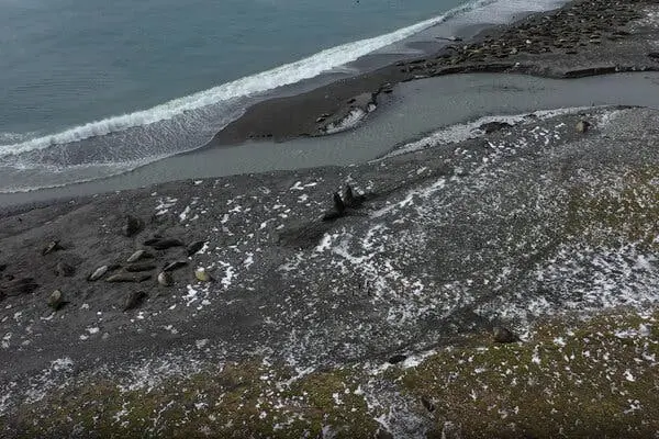 نمای هوایی دو فکتُر جنوبی که بهسوی یکدیگر هستند، در کنار یک گروه کوچک از فکتُرهای در حال خواب یا استراحت بر روی سواحل اقیانوس اطلس جنوبی