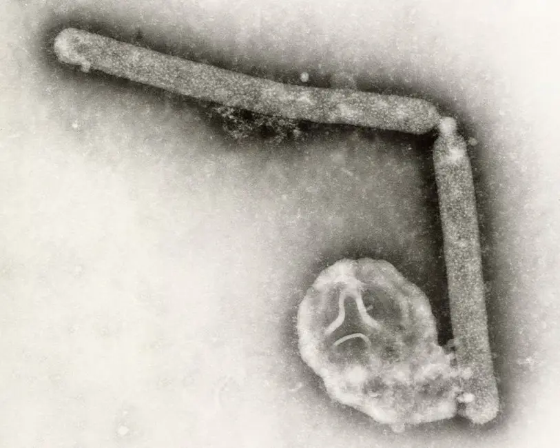 تا اواسط سپتامبر، 71 مورد انسانی از آنفلوآنزای پرنده در آمریکا بهعنوان بخشی از شیوع جاری گزارش شده است که یک مورد کشته شد.