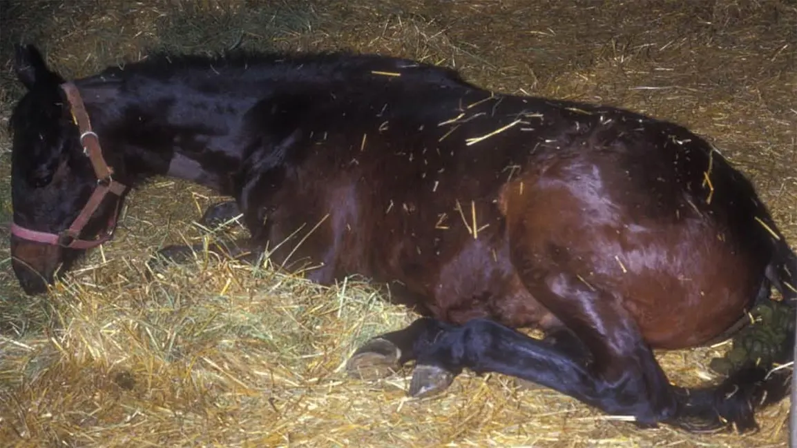 اسب‌ها ممکن است سالم به نظر برسند اما EHV‑1 را منتشر کنند.