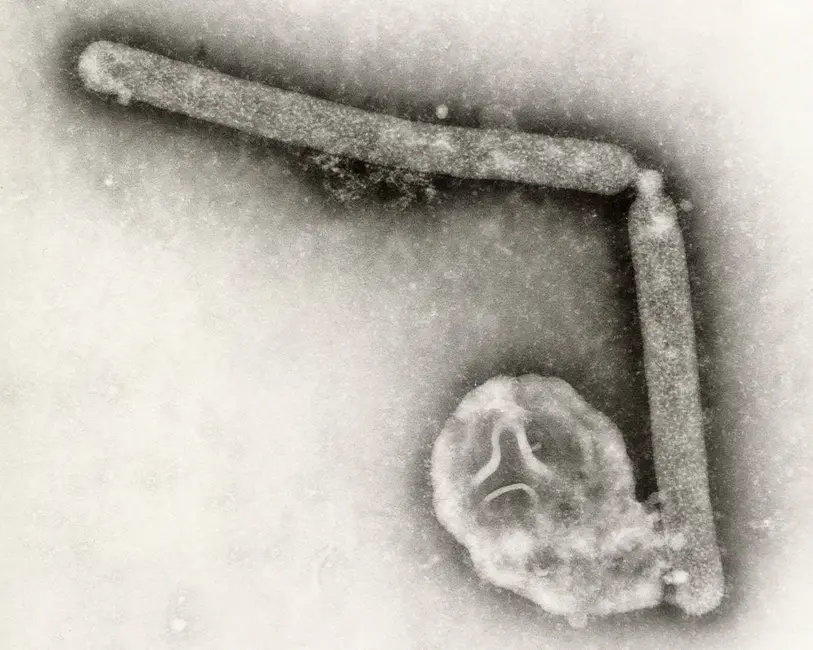 این تصویر میکروسکوپ الکترونی بدون تاریخ که توسط مراکز کنترل و پیشگیری از بیماریها (CDC) ارائه شده است، دو ویروس اینفلوانزا A (H5N1) را نشان میدهد که نوعی ویروس آنفلوآنزای پرندگان است. (Cynthia Goldsmith، Jackie Katz/CDC از طریق AP)