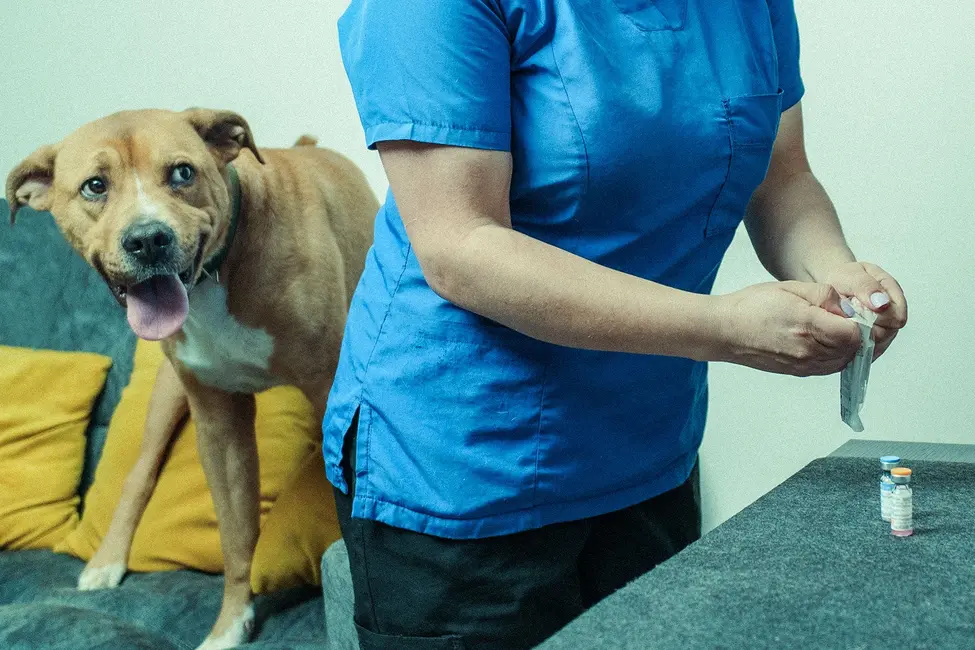 سگی در کلینیک دامپزشکی که در آستانه دریافت واکسن است؛ دامپزشک سرنگ و شیشهٔ واکسن را روی پیشخوان باز میکند.