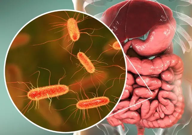 نقاشی روده‌های انسان در پس‌زمینه، با باکتری‌های روده‌ای به‌صورت دایره در پیش‌زمینه