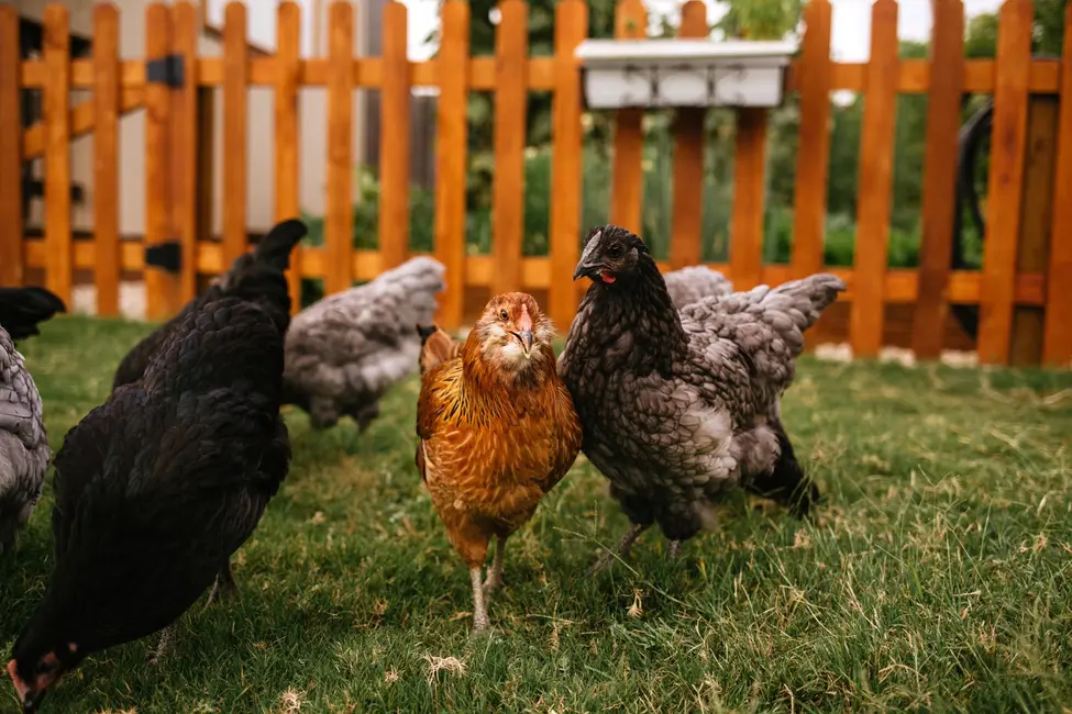 به‌نظر می‌رسد ساکن واشنگتن از طریق تماس با مرغ‌های حیاط‌خانگی یا پرندگان وحشی مبتلا شده باشد، به گفته مسئولین.