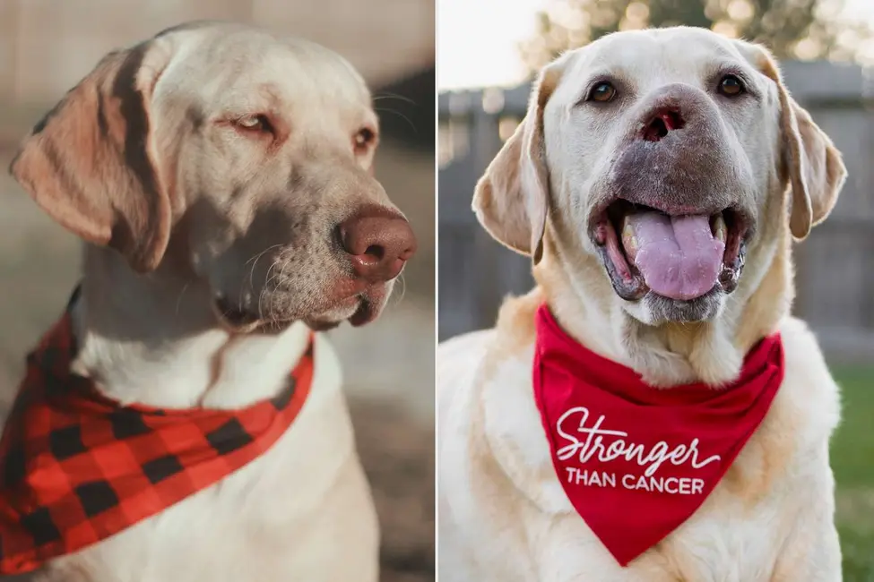 دو عکس از یک لابرادور ریتریور؛ یکی با شال‌گردن شطرنجی و دیگری با باندی «قوی‌تر از سرطان»