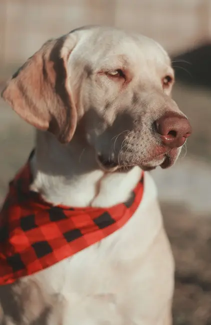 لابرادور ریتریور با باندای قرمز طرح شطرنجی