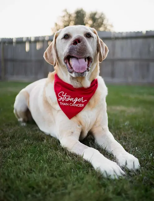 لابرادور ریتریور که بر روی چمن دراز کشیده و باندای قرمز با نوشته «قوی‌تر از سرطان» به تن دارد