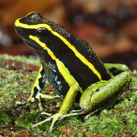 قورباغه سمی سهراهدار (Ameerega trivittata) سمهای خود را بهعنوان دفاع در برابر شکارچیان توسعه داده است (اعتبار: Hirampereira/ iNaturalist)