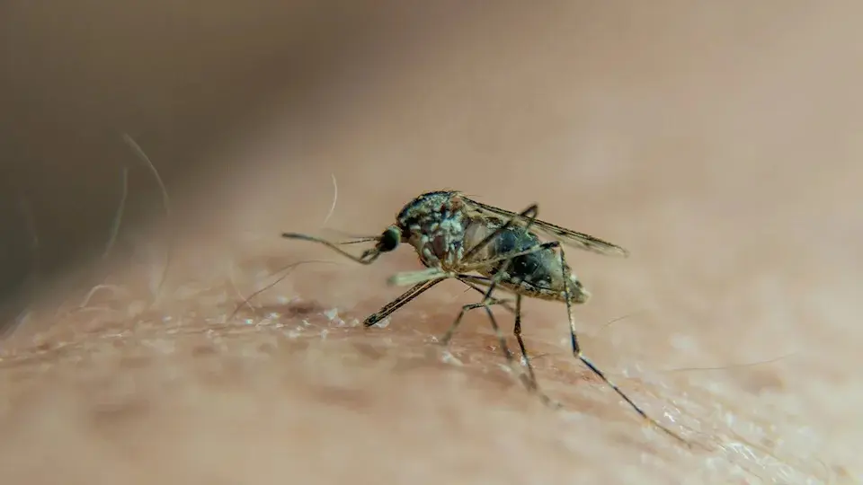 پشه روی پوست