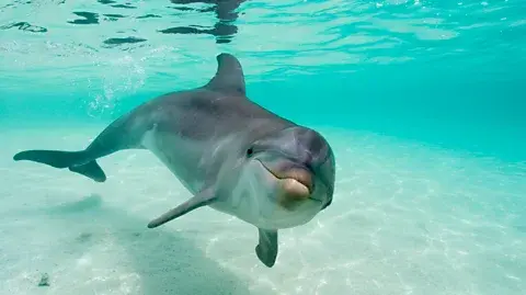 Getty Images: زمانی که حمل‌ونقل در طول قرنطینه‌های ۲۰۲۰ متوقف شد، کلیک‌ها و سوت‌های دلفین‌ها تا ۶۵٪ بیشتر در آب مسافت طی کردند (منبع: Getty Images)