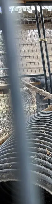 امیلی ساری در منزل خود در تامپسون استیشن، تنسی، به روباه‌های خاکستری غذا می‌دهد