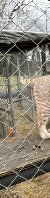 رابرت ساری در حال آماده‌سازی گوشت برای تغذیه یک بوب‌کت است