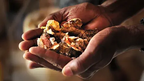 Getty Images نمای نزدیک از دو دست در قالب فنجان که توده‌ای از "اشک‌های" سفت شدهٔ کندر را نگه داشته‌اند (منبع: Getty Images)