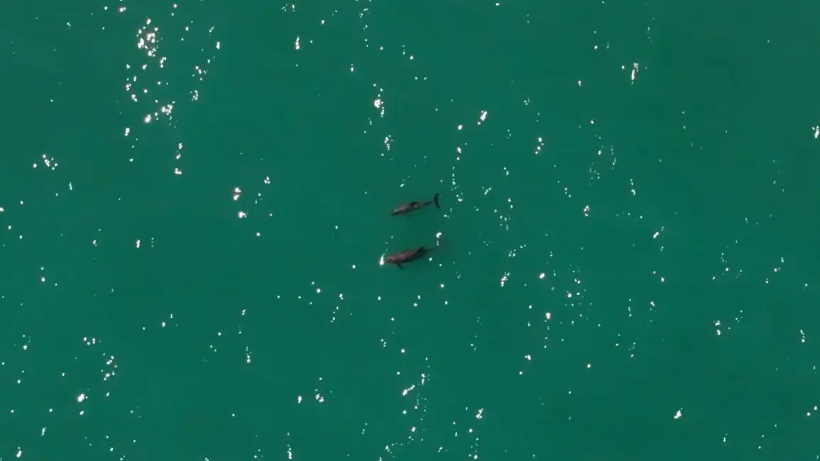 واکیتاها خطرناکترین گونههای پستاندار دریایی جهان هستند. این موجودات در خلیج کالیفرنیا، مکزیک یافت میشوند؛ برآوردهای اخیر نشان میدهد که کمتر از ۱۰ پرپویس کوچک باقی ماندهاند.