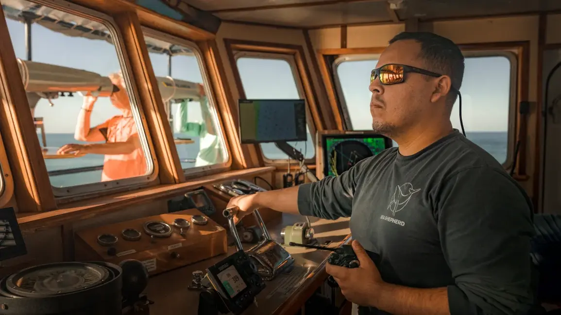 هر سال، Sea Shepherd، یک سازمان حفاظت محیطزیست، همراه با نیروی دریایی مکزیک برای انجام نظرسنجی جمعیت همکاری میکند. در ماه اکتبر، این سازمان مشاهدهٔ ۷ تا ۱۰ فرد، شامل تولههای جدید، را تأیید کرد.