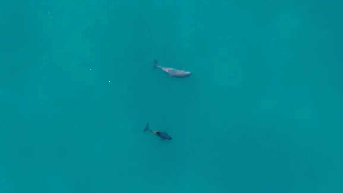 محافظان محیطزیست از این نتایج آرامش یافتند. اگرچه تعدادها هنوز بسیار کم است، نتایج نشان داد که در سه سال گذشته کاهش قابلتوجهی در جمعیت واکیتاها رخ نداده و جمعیت هنوز به اندازه کافی سالم است تا بتواند تولیدمثل کند.