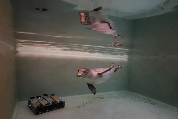 یک فوک هنگام شنا در یک مخزن پژوهشی به دوربین نگاه میکند.