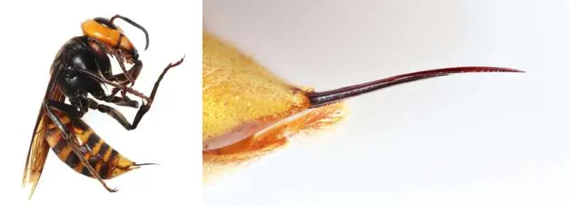 قورباغه‌های بی‌باک زنبورهای کشنده را می‌خورند