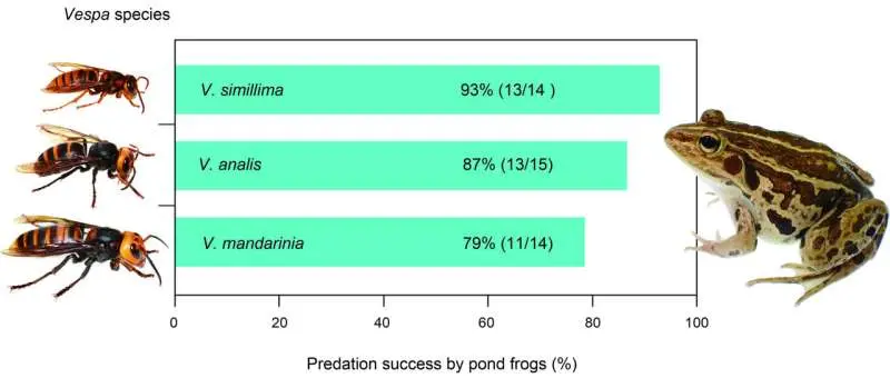 قورباغه‌های بی‌باک زنبورهای کشنده را می‌خورند
