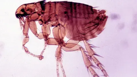 گتی: حشرهٔ کوچک بیبال و خونخوار، به رنگ قرمز رنگ شده و بر پسزمینهای بنفش قرار دارد.