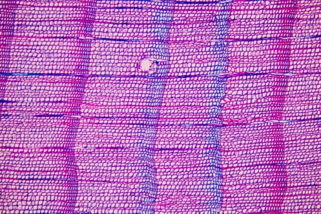 نمای نزدیک از نمونه‌های حلقه‌چوبی جمع‌آوری‌شده از کوه‌های پیرنه، نشانگر «حلقه‌های آبی» مشخص است.